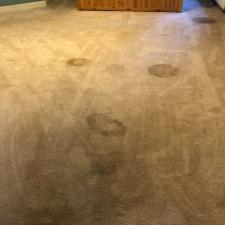 Pet Stain and Odor Removal in Virginia Beach, VA 0